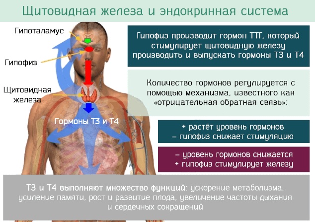 Низкий ТТГ. Симптомы у женщин, причины, что это значит