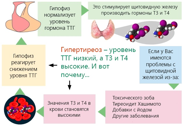 Низкий ТТГ. Симптомы у женщин, причины, что это значит