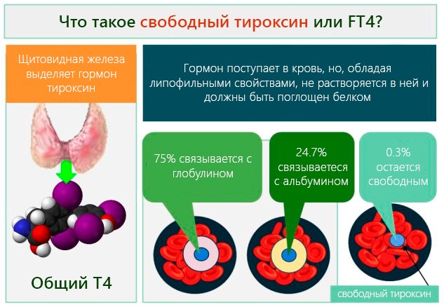 Низкий ТТГ. Симптомы у женщин, причины, что это значит