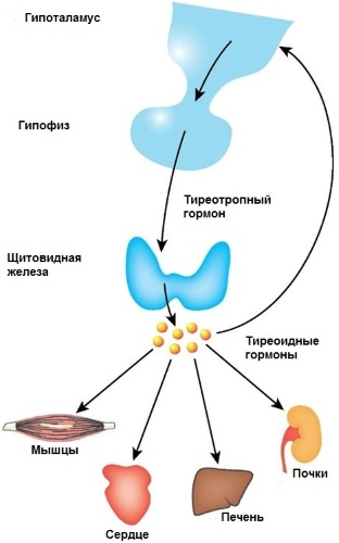 Низкий ТТГ. Симптомы у женщин, причины, что это значит