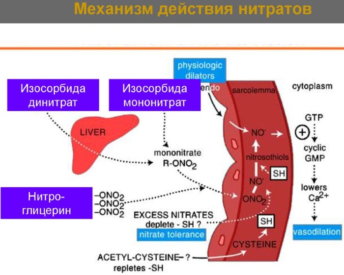 Пектрол (Pektrol). Показания к применению, инструкция, аналоги, цена