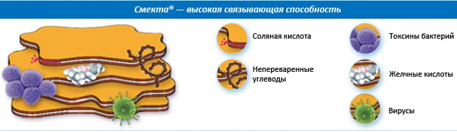 Смекта (Smecta) при беременности 1-2-3 триместр. Инструкция по применению, можно ли на ранних, поздних сроках