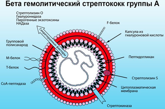 Чем лечить энтерококк фекальный у женщин в мазке схема лечения