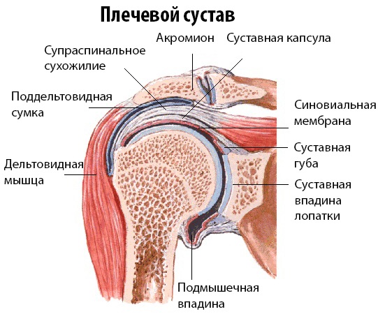 Тендовагинит плечевого сустава. Симптомы, лечение народными средствами, мазями, препаратами