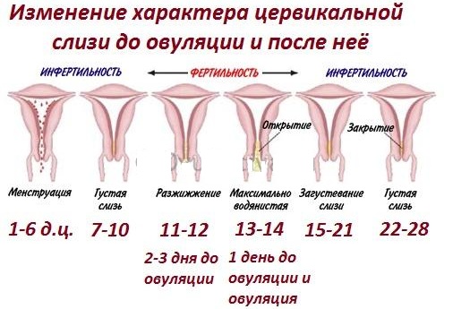 Цервикальная слизь. Что это при овуляции и после, перед месячными, нормы по дням цикла