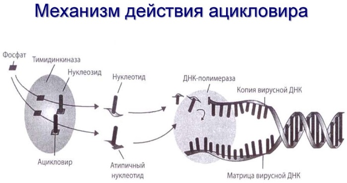 Валацикловир (Valacyclovir) при герпесе. Отзывы, инструкция по применению, аналоги, цена