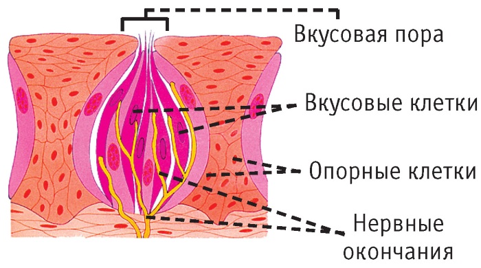 Вкусовые рецепторы языка. Расположение, воспалились, отсутствуют, как восстановить увеличенные