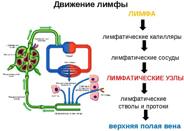 Застой лимфы в организме. Симптомы, причины, лечение народными средствами