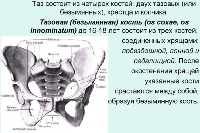 Женский таз в акушерстве. Строение, размеры, плоскости, нормы, отличия от мужского, фото