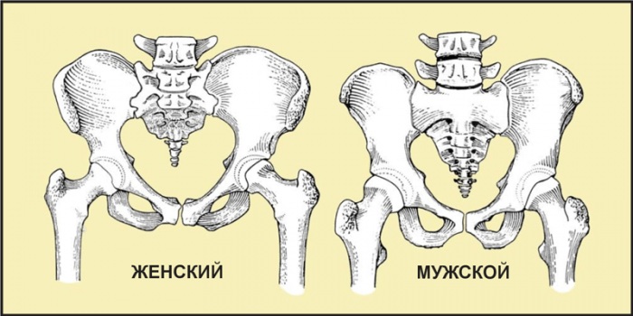 Область таза у женщин фото