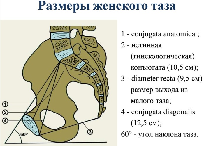 Женский таз в акушерстве. Строение, размеры, плоскости, нормы, отличия от мужского, фото