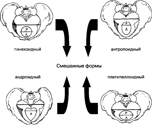 Женский таз в акушерстве. Строение, размеры, плоскости, нормы, отличия от мужского, фото