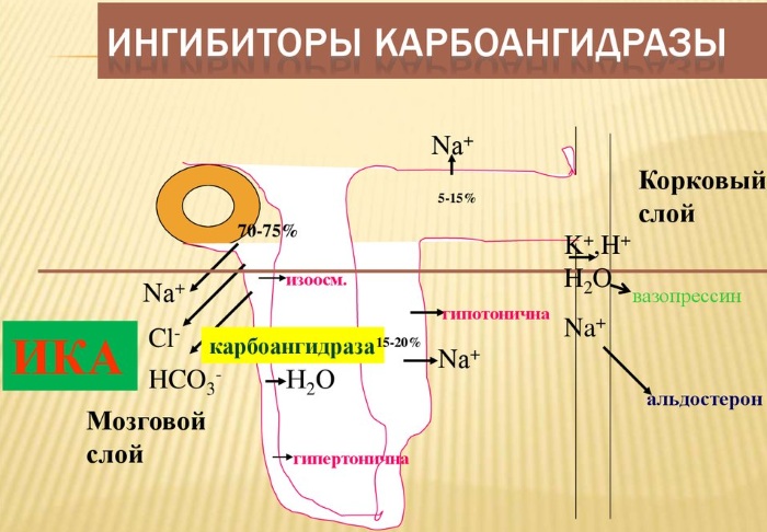 Бринзоламид (Brinzolamide) глазные капли. Инструкция по применению, цена, отзывы