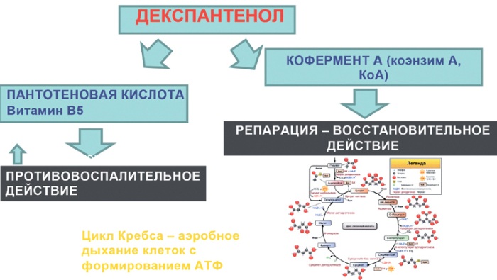 Депантол (Depanthol) свечи. Инструкция по применению, цена, отзывы