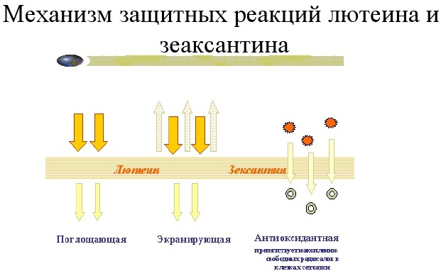 Доппельгерц (Doppelherz) витамины для глаз. Инструкция по применению с лютеином, черникой, хромом, цинком, селеном