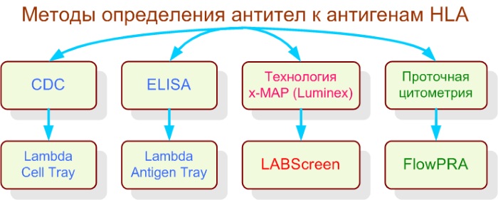 HLA типирование супругов. Что это такое, цена, анализ на генетическую совместимость, классы, расшифровка, как подготовиться