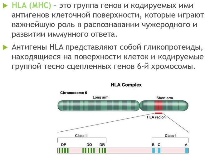 HLA типирование супругов. Что это такое, цена, анализ на генетическую совместимость, классы, расшифровка, как подготовиться