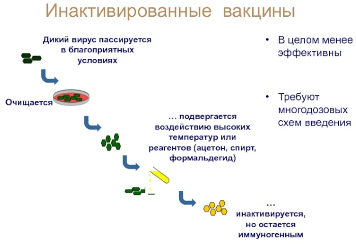 Инактивированная (убитая) вакцина. Что это, инструкция, названия, где купить