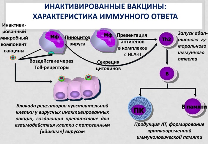 Инактивированная (убитая) вакцина. Что это, инструкция, названия, где купить