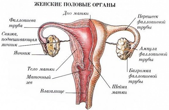 Матка у женщин. Где находится, строение, размер, фото, анатомия, болезни