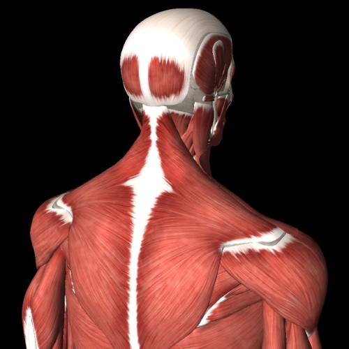 Мышцы шеи. Анатомия, таблица, функции, как расслабить спазм, воспаление, растяжение