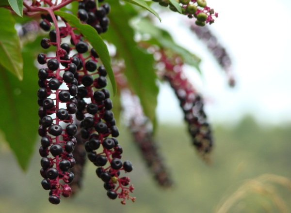 Фитолякка (Phytolacca) гомеопатия. Инструкция по применению, показания детям, взрослым