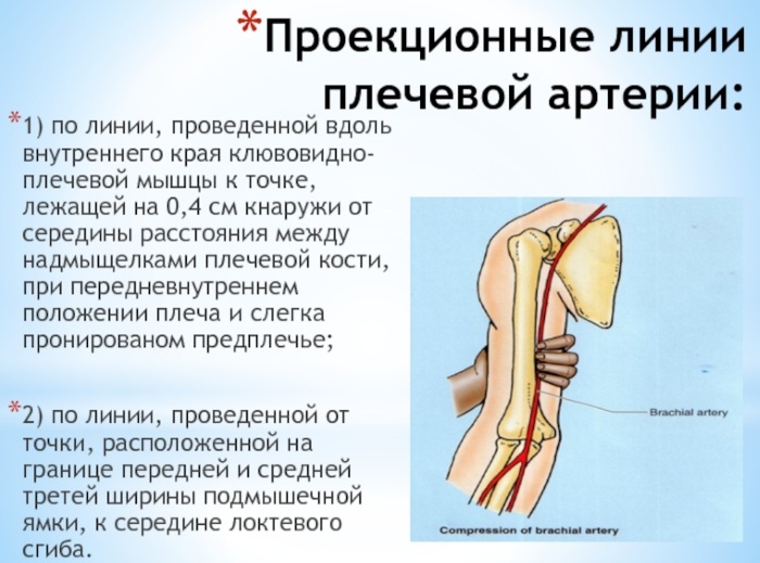 Плечевая артерия. Где находится, анатомия, кровотечение, тромбоз, повреждение, последствия