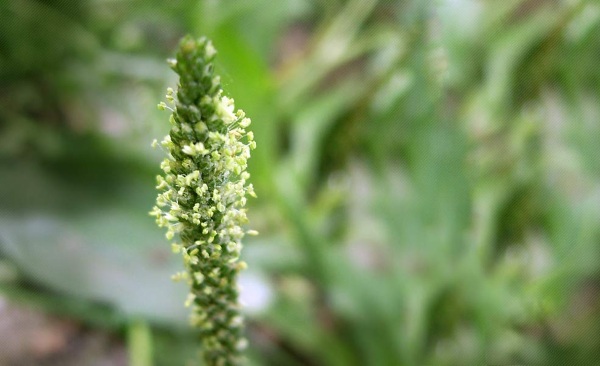Псиллиум (Psyllium). Что это такое, польза, инструкция по применению, цена