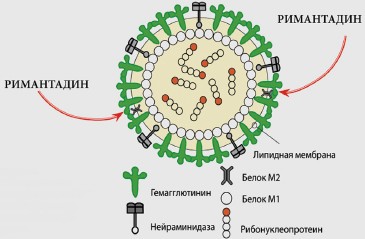 Ремантадин схема приема