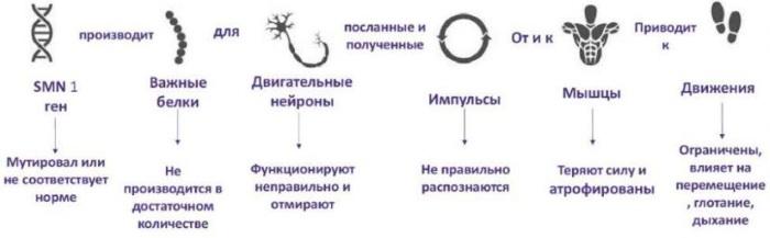 Спинальная мышечная атрофия презентация