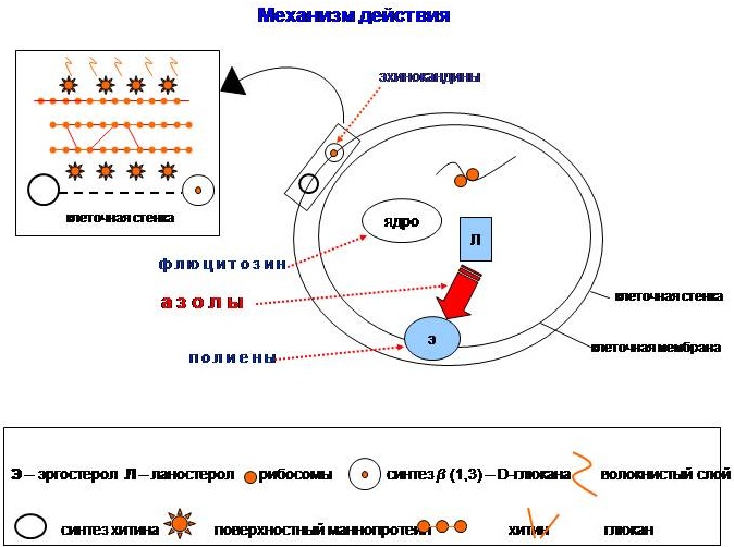 Шампуни с кетоконазолом от лишая, перхоти, себореи. Список, цена, отзывы