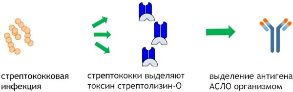 Анализ на ревмопробы. Цена, что показывает, расшифровка, как сдавать, подготовка