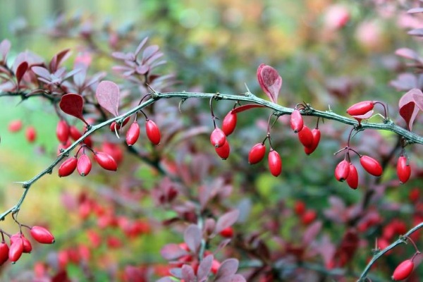 Берберис (Berberis) гомеопатия. Инструкция, показания к применению, цена, отзывы