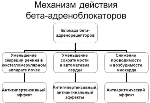 Механизм развития синдрома отмены на фоне назначения бета адреноблокаторов