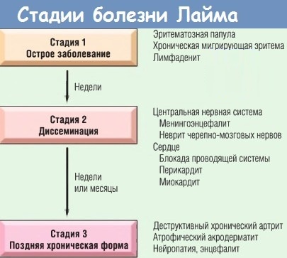 Болезнь Лайма. Что это такое, симптомы, фото, лечение, препараты