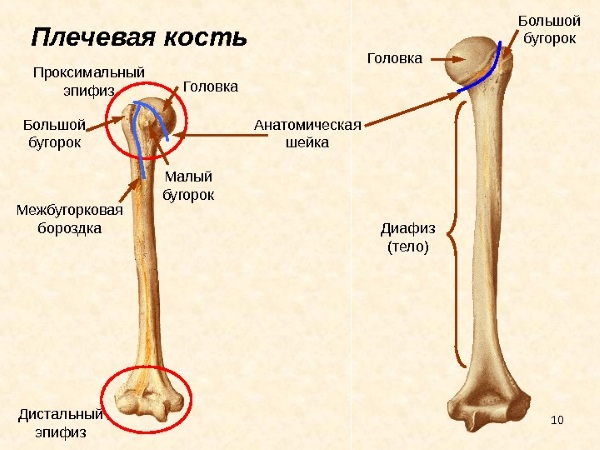 Дистальный и проксимальный. Что это в анатомии, стоматологии, отдел, лучелоктевой сустав, каналец, конец