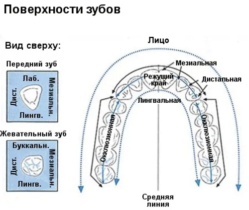 Дистальный и проксимальный. Что это в анатомии, стоматологии, отдел, лучелоктевой сустав, каналец, конец