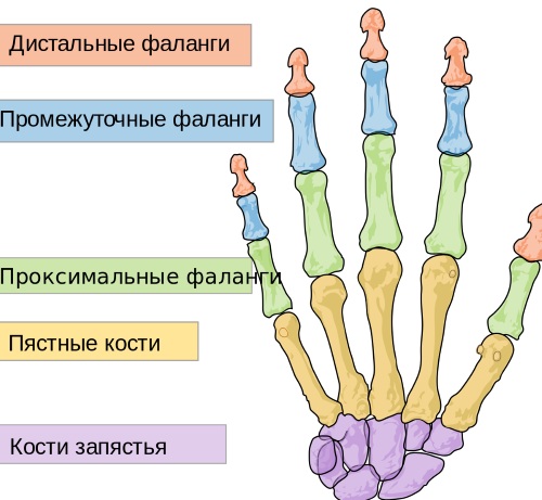 Дистальный и проксимальный. Что это в анатомии, стоматологии, отдел, лучелоктевой сустав, каналец, конец