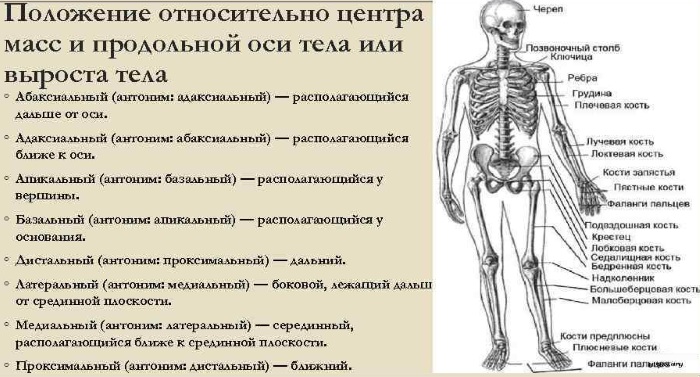 Дистальный и проксимальный. Что это в анатомии, стоматологии, отдел, лучелоктевой сустав, каналец, конец