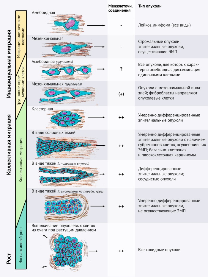 Экспансивный рост опухоли. Что это такое, для чего характерен, чем характеризуется, сопровождается