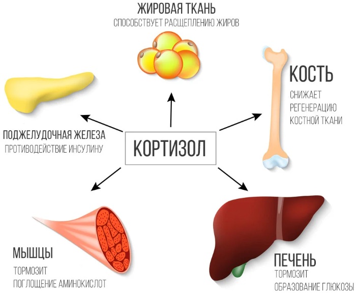 Гормон страха и тревоги Кортизол у детей, женщин, мужчин