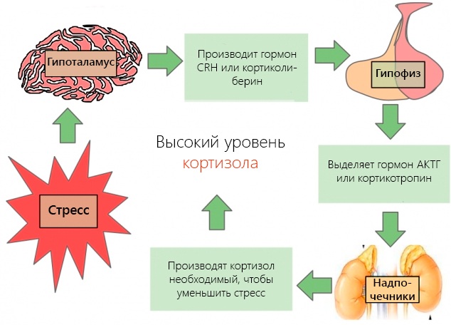 Гормон Кортизол. За что отвечает в организме человека, где вырабатывается