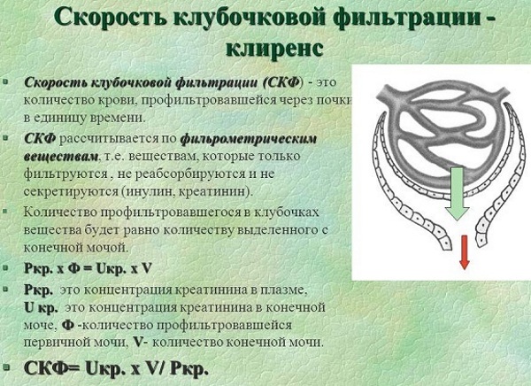 Клиренс креатинина (проба Реберга). Что это такое, как рассчитать, норма