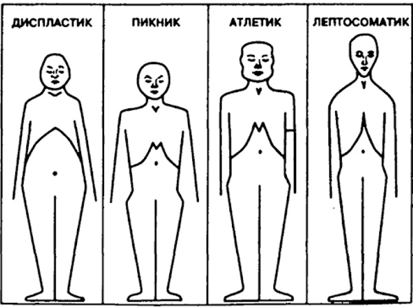 Конституция тела человека. Что это, типы, виды, как определить, тесты