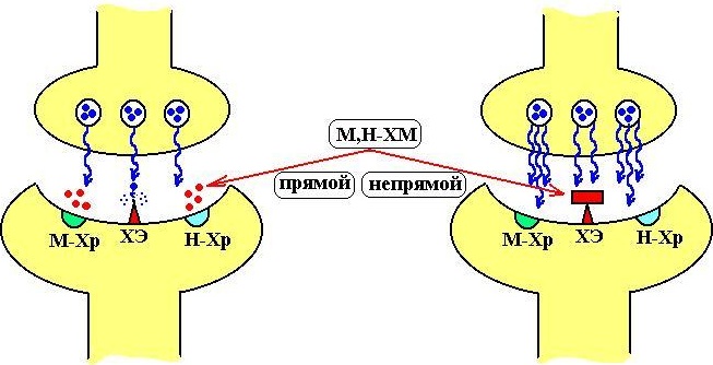 М-холиномиметики. Механизм действия, что это такое, показания к применению, препараты