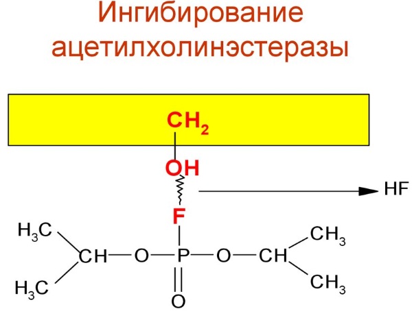 М-холиномиметики. Механизм действия, что это такое, показания к применению, препараты