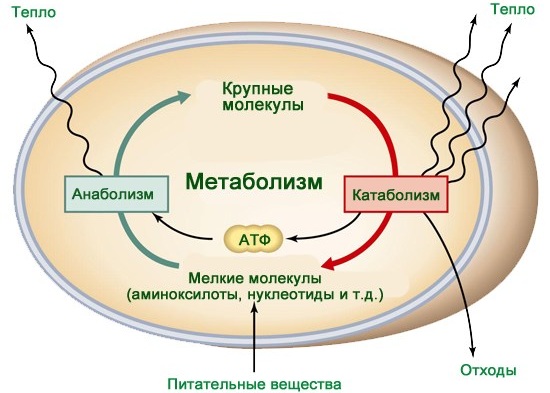 Глево (Glevo) таблетки. Инструкция по применению, цена, отзывы