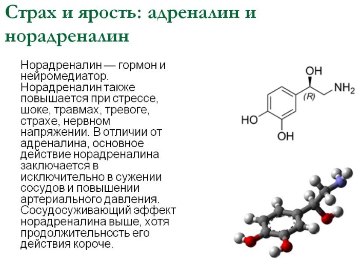 Норадреналин гормон. Что это такое, инструкция по применению, действие на организм