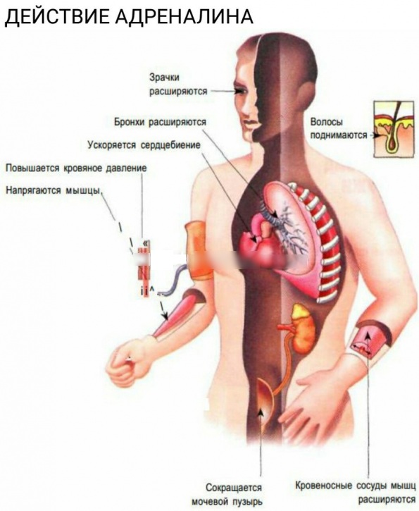 Норадреналин гормон. Что это такое, инструкция по применению, действие на организм