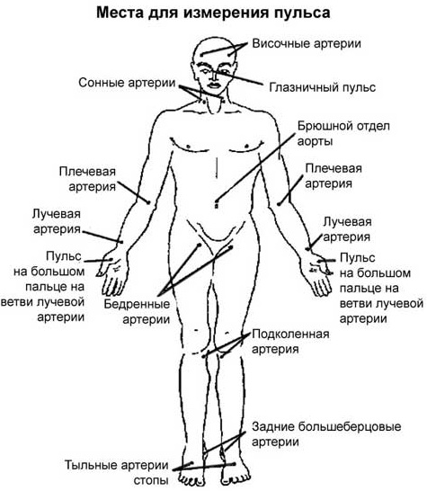 Нормальный пульс у подростка 12-13-14-15-16-17 лет при физических нагрузках, после приседаний, в спокойном состоянии